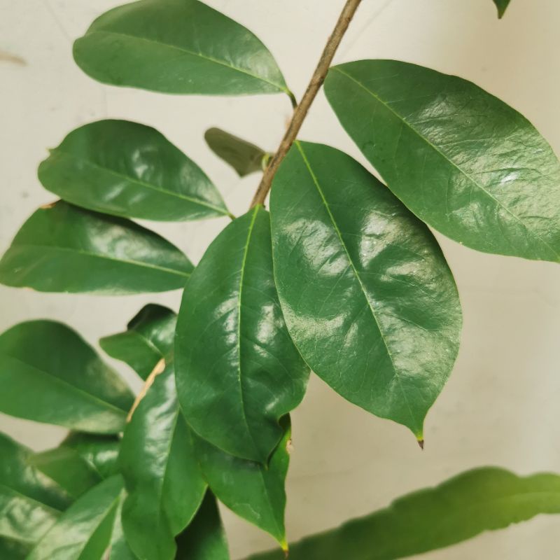 

Daun Sirsak Segar 100 Gram - Soursop Leaves
