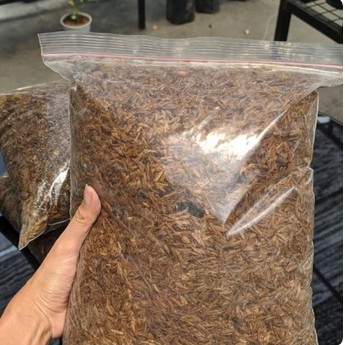Sekam Padi Busuk Fermentasi Media Meddia Tanam Aglonema subur praktis 500 grm
