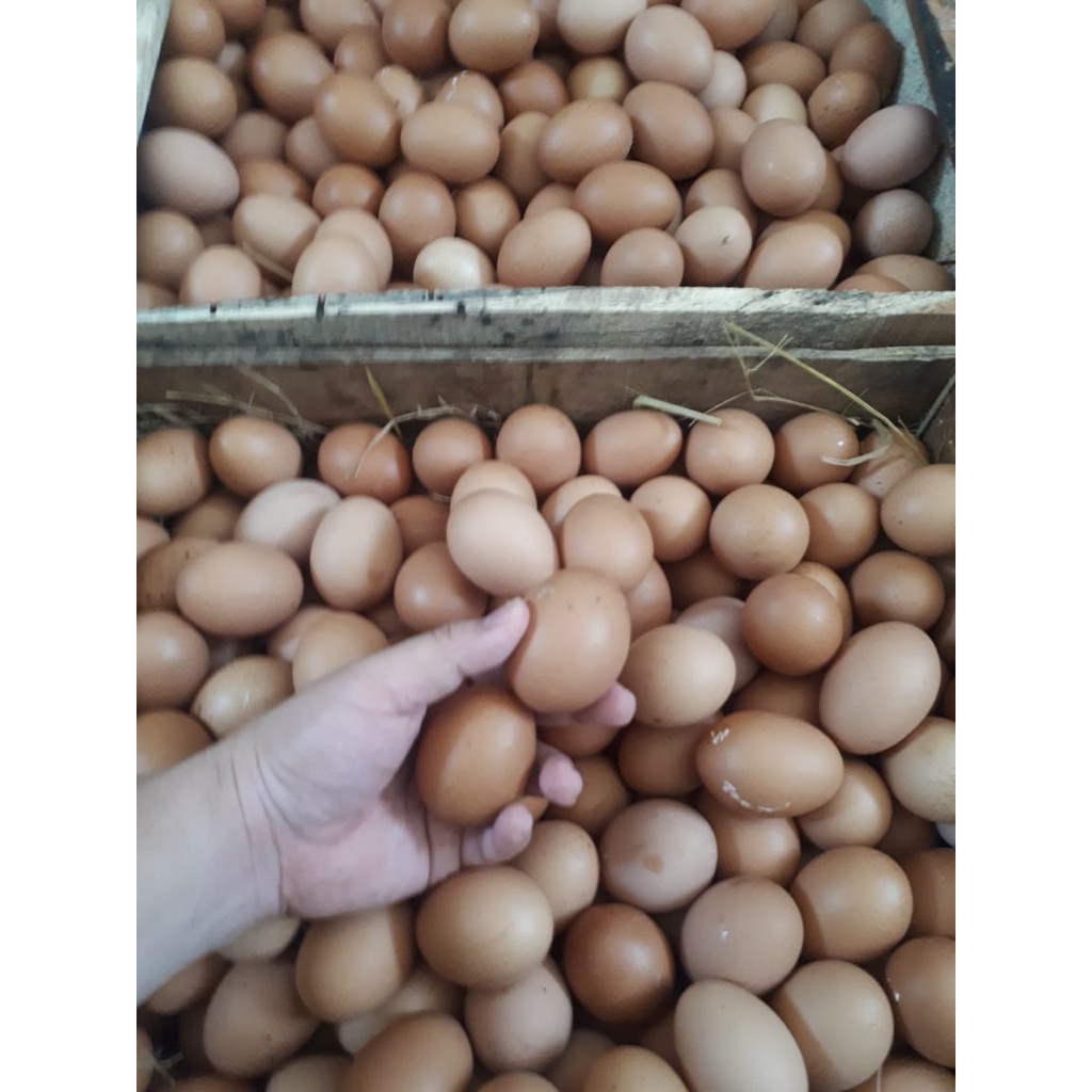 Telor Ayam Negri Telur Ayam Ras 1 Kg Indonesia