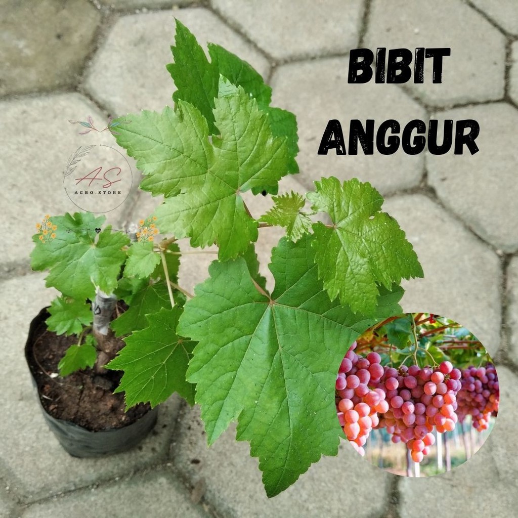 Bibit Anggur Jupiter Import, BISA COD Bibit Anggur Ninel Ukraina