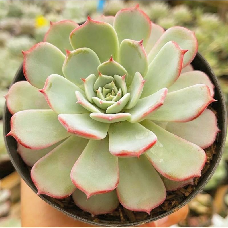 Sukulen Echeveria Laurensis