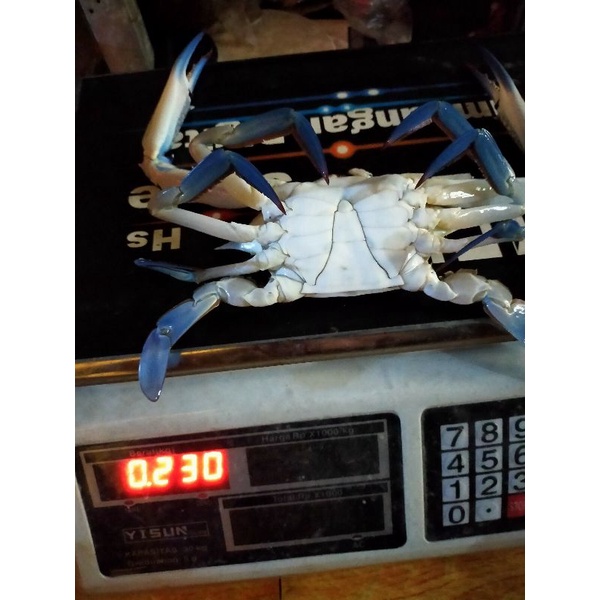 

rejungan/blue crabs life fresh