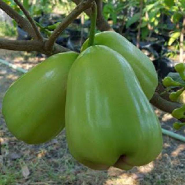 Bibit Jambu Taiwan super green