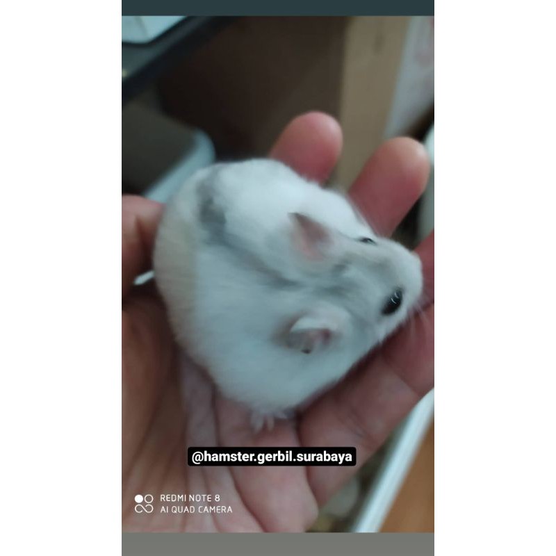 Hamster winter white remaja gembul.