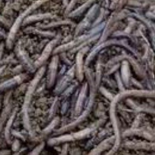 [1Kg] Cacing Kalung Kebo Hidup (Pakan Ternak & Umpan Pancing