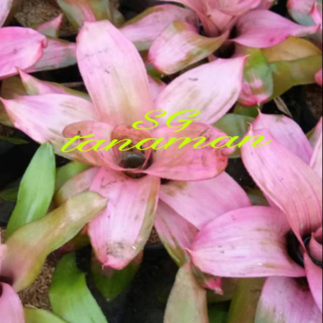 Bibit Tanaman hias bromelia pink grass - tanaman bromelia
