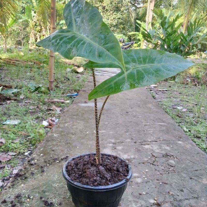 Tanaman Hias Keladi/Talas (Alocasia Zebrina Borneo)