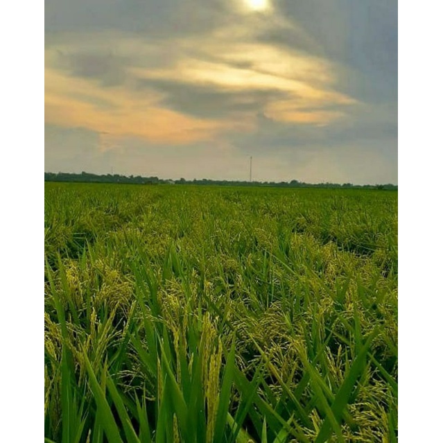

BERAS SUBANG
