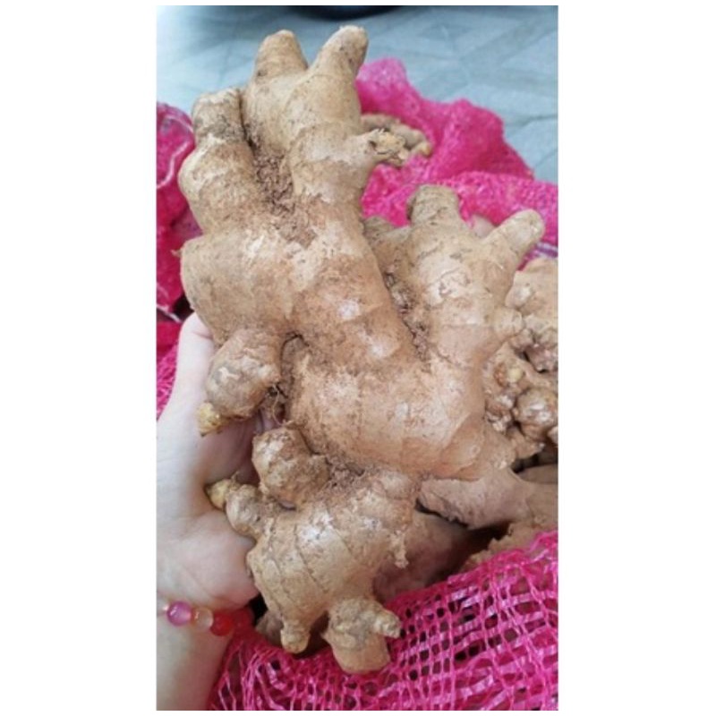 

JAHE GAJAH/JAHE MURAH(1KG)