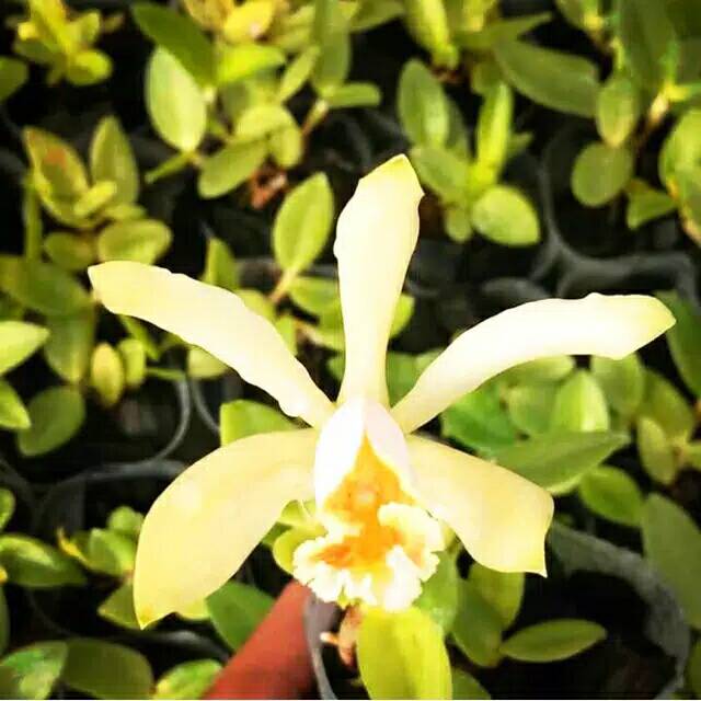 Tanaman Anggrek Cattleya Forbesi Species