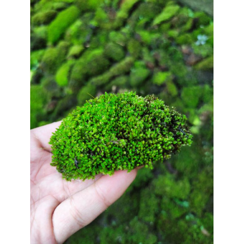 mini starmos paludarium