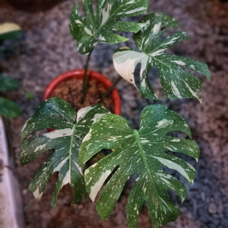 Monstera monthai varigata bibit/batang bonggol MONSTERA monthai varigataa