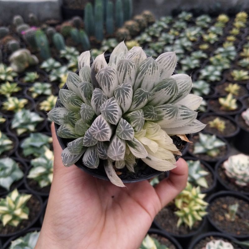 Haworthia Cooperi Import Variegated | D 8cm