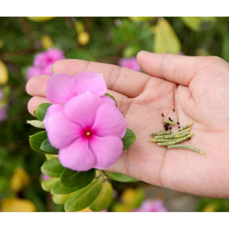 1 PCS BIJI BENIH VINCA PINK MIX GANTUNG BUNGA TAPAK DARA VINCA FLOWERS SEED MINIMAL ORDER 5 BIJI