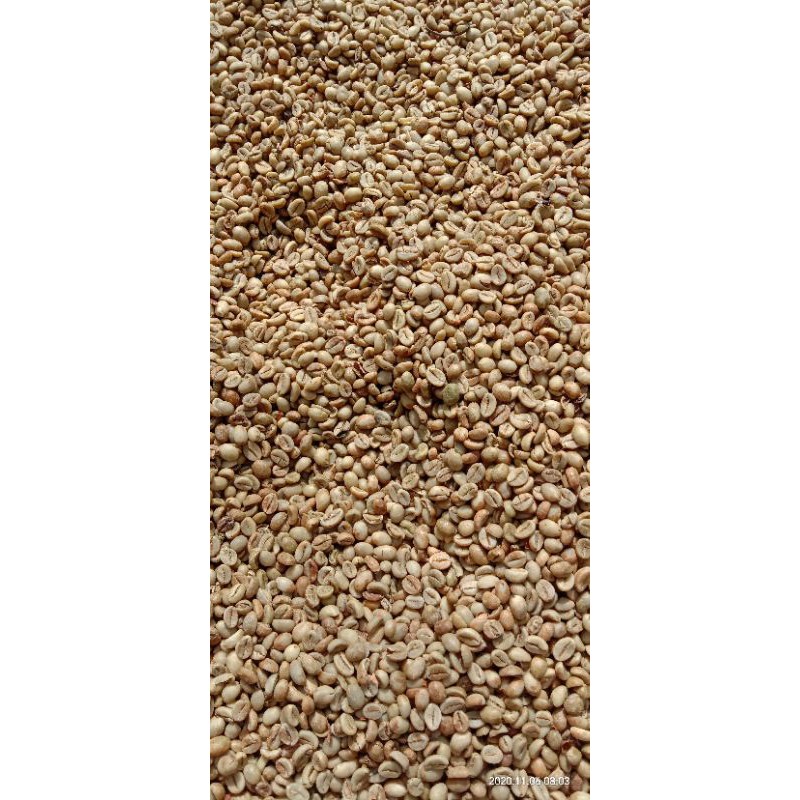 

bijikopirobustamurni