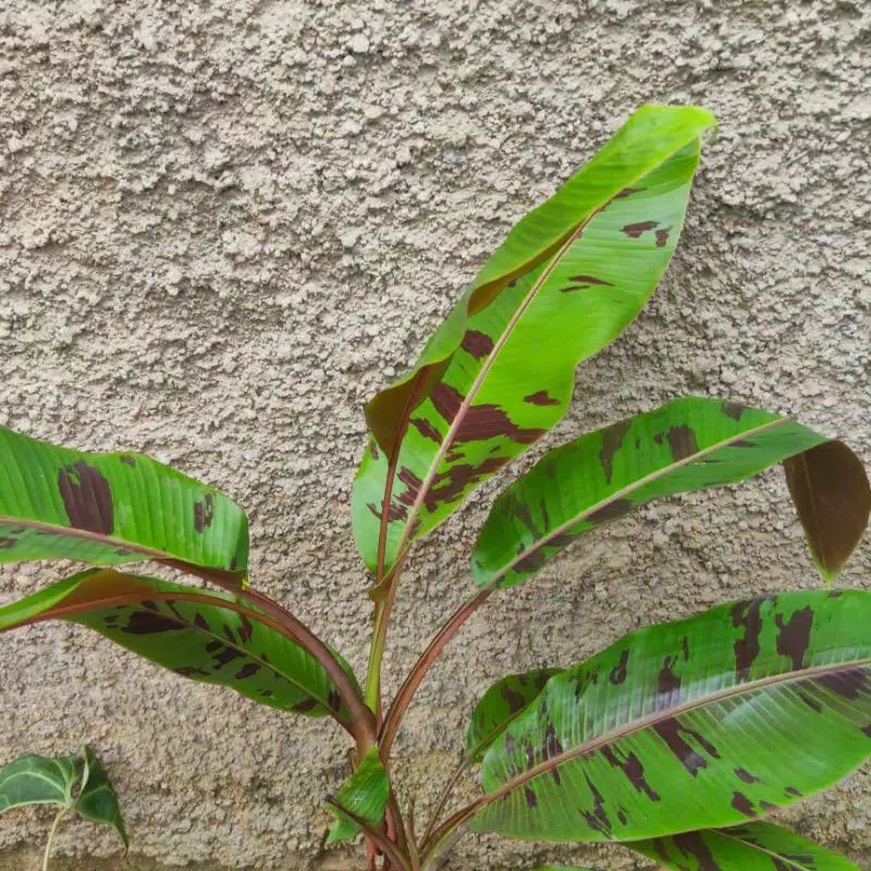 Harga Gila Pohon Pisang Varigata Merah - Banana Blood - Tanaman Hias Populer BARbjzDT6Y3kRK