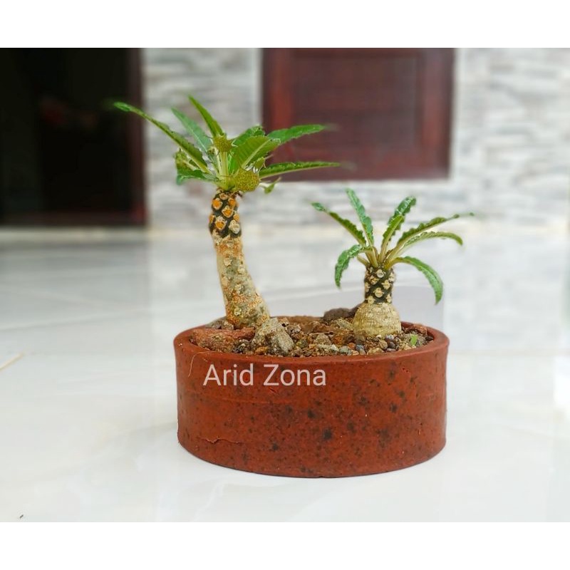 Dorstenia cryspa dan Dorstenia foetida