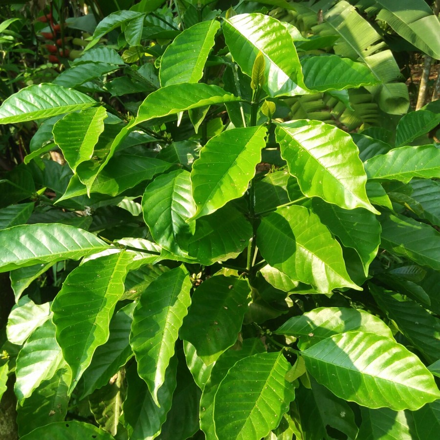 

DAUN KOPI SEGAR, DAUN LALAPAN LEZAT DAN OBAT HERBAL 100gram