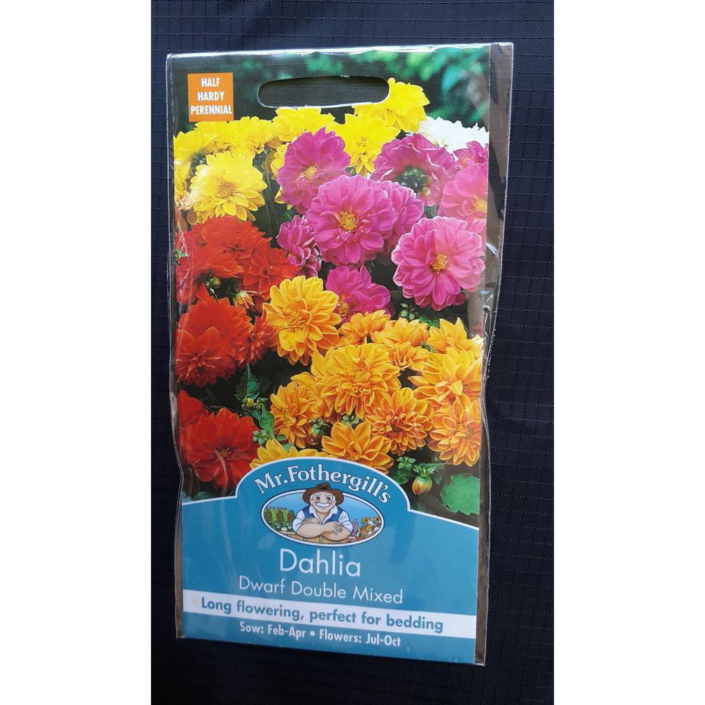 PACK 50 BENIH BUNGA DAHLIA DWARF DOUBLE MIXED F1 MR. FOTHERGILLS BIBIT TANAMAN RESTOCK*