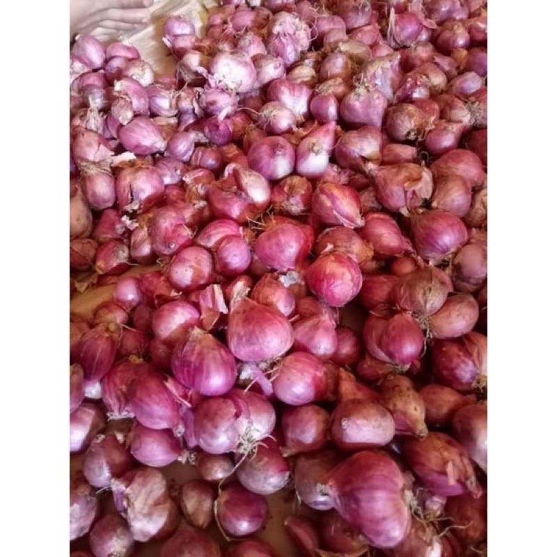 

BAWANG MERAH PROBOLINGGO // BAWANG MERAH SUPER // BRAMBANG PROBOLINGGO //BRANBANG KECIL