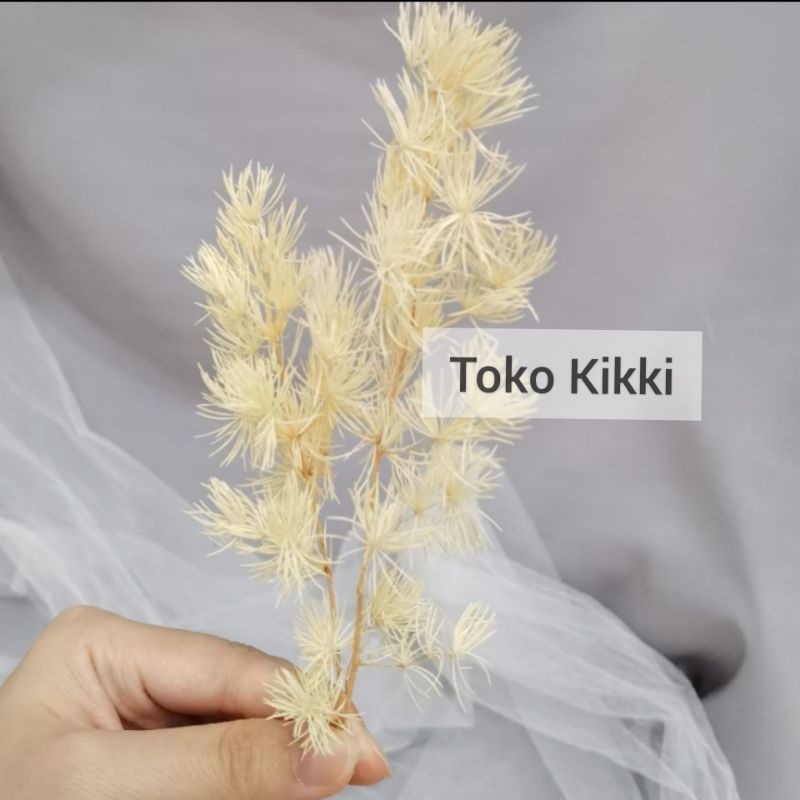 Asparagus Bintang Preserved Dried Flower / Bunga Kering Asparagus Bintang