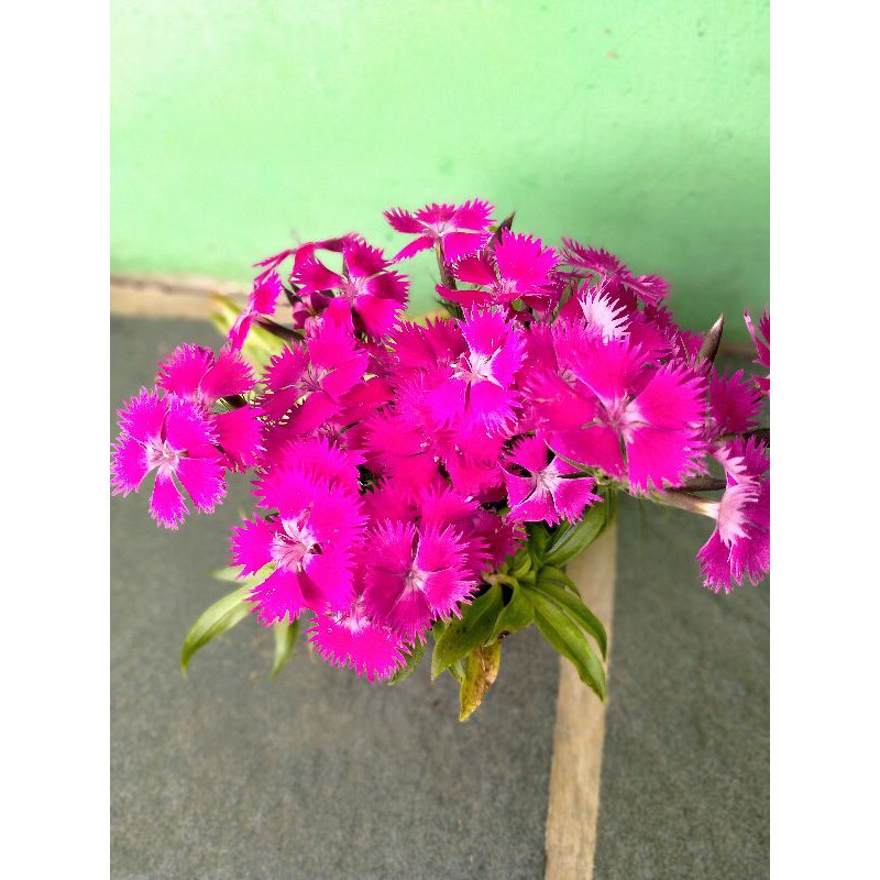 tanaman hias anyelir dianthus / anyelir diantus pink