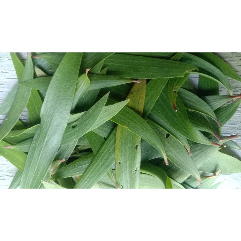 

daun kayu putih segar 500g