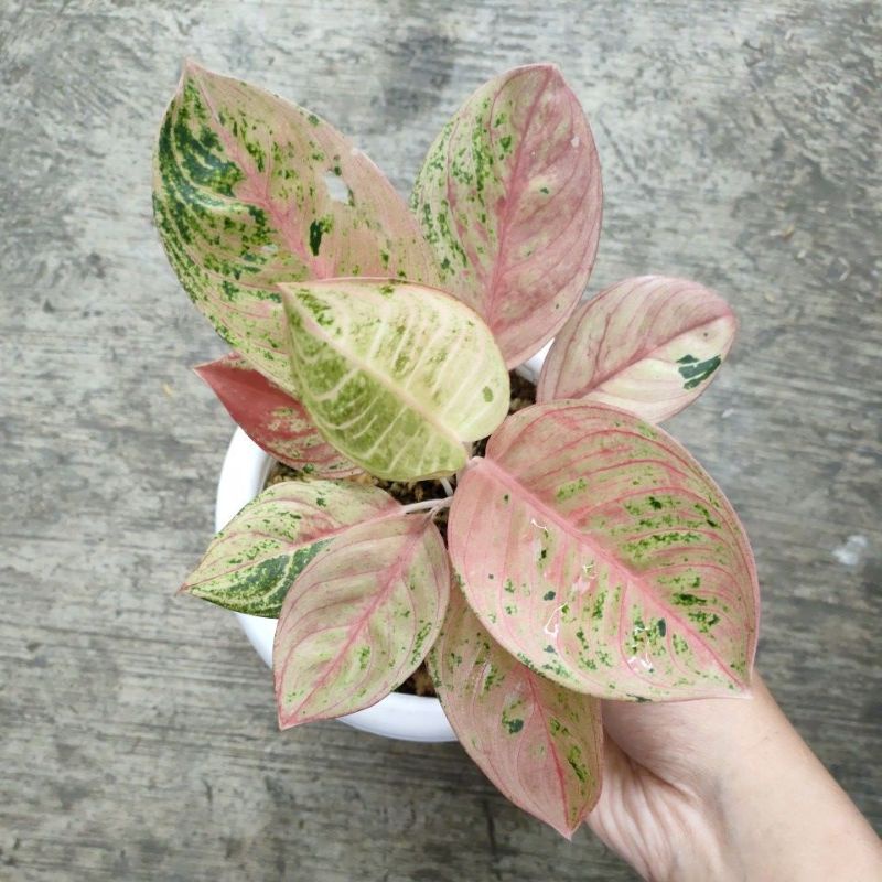 aglonema Romantic love