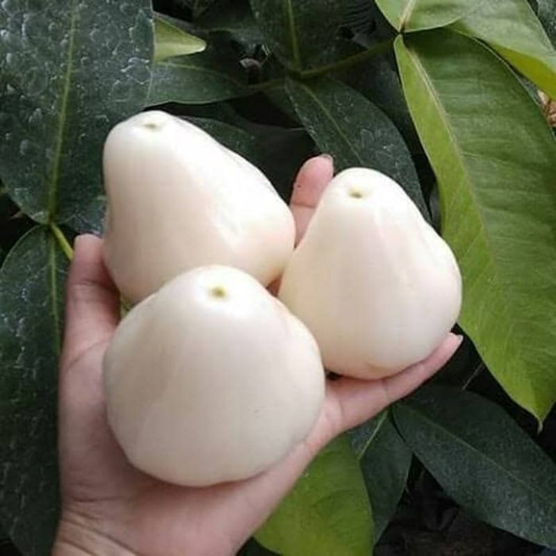 BIBIT JAMBU AIR MADU SUSU