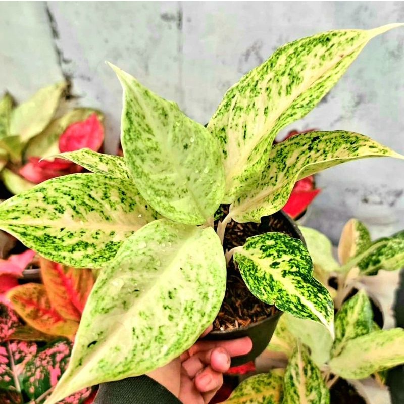Aglonema Mutiara Siam/ bibit bunga / bunga hidup / tanaman / tanaman bunga / bunga hiasan /bunga agl