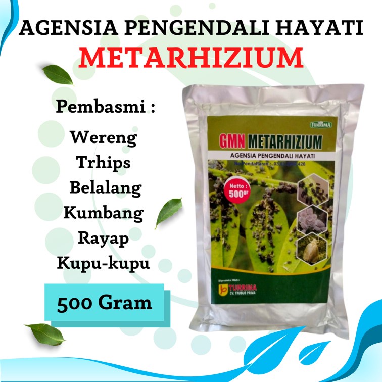 Pupuk Hayati Metarhizium Cegah Hama Kutu Putih Pada Tanaman Cabe, Obat Hama Serangga Pada Tanaman