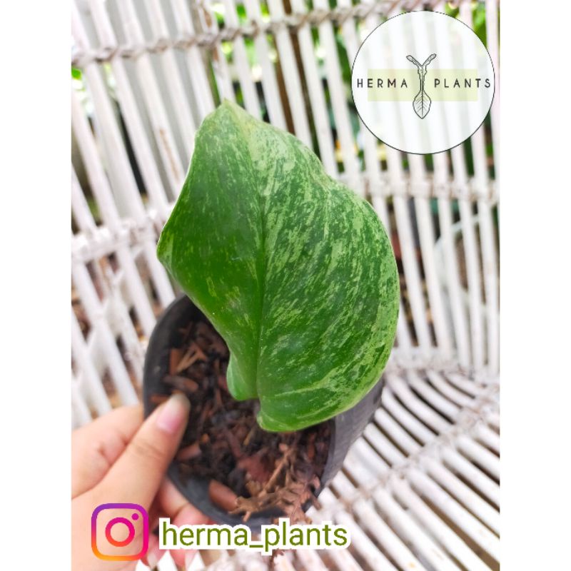 scindapsus mint variegata