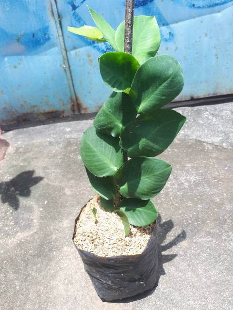 Tanaman Hias Rambat Di tembok Climbing Dollar | Dollar Flexy