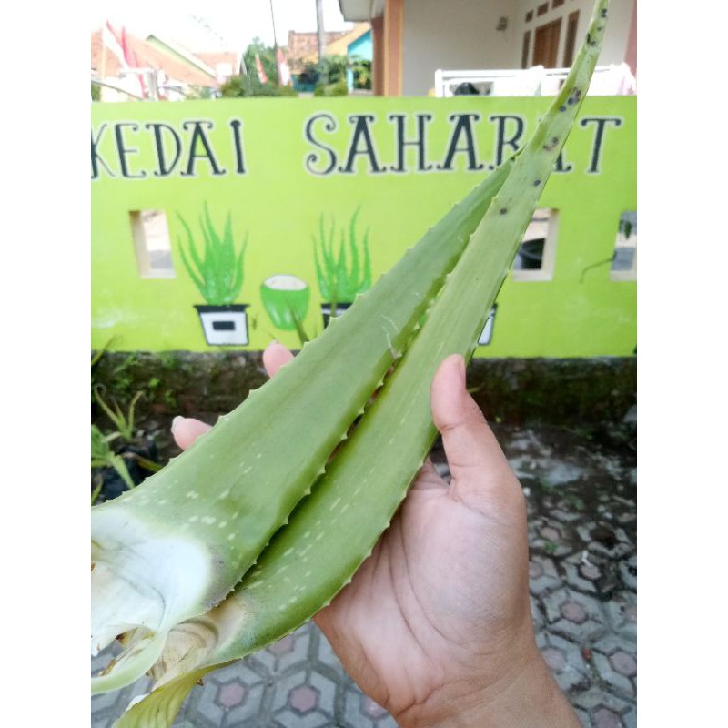 Jual Pohon Tanaman Aloe Vera Lidah Buaya Herbal Pelepah Lidah Buaya