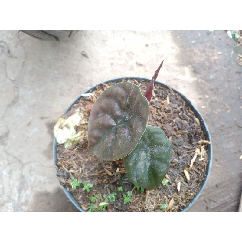 KELADI TENGKORAK/ALOKACIA CUPREA