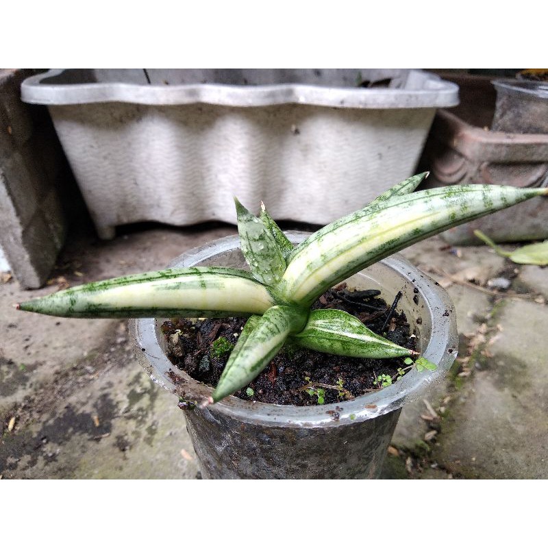 Tanaman Hias Sansevieria boncel varigata