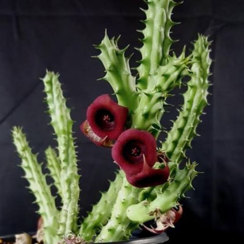 Huernia Schneideriana cluster/Huernia/Huernia Red Dragon