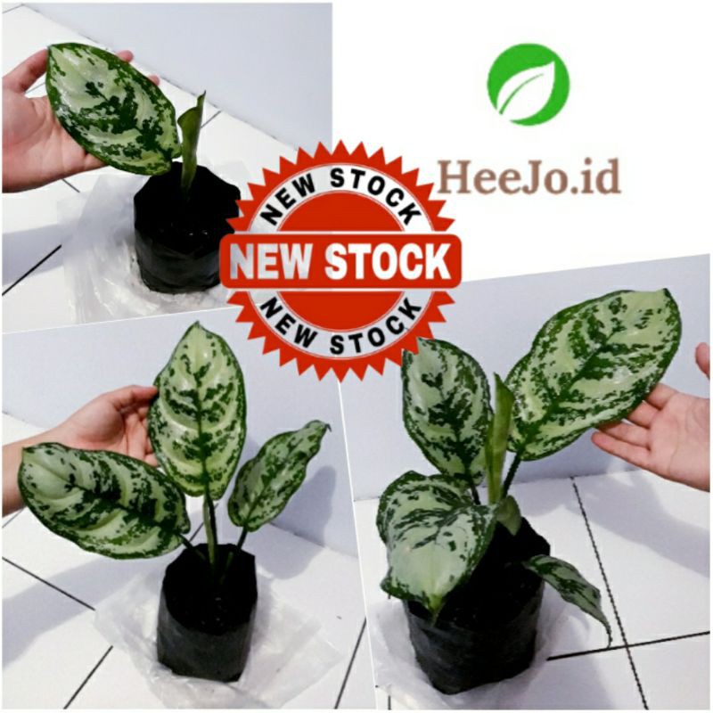 (BIG SIZE) Aglonema Green Compacta / Aglaonema Green Compacta / Aglonema army