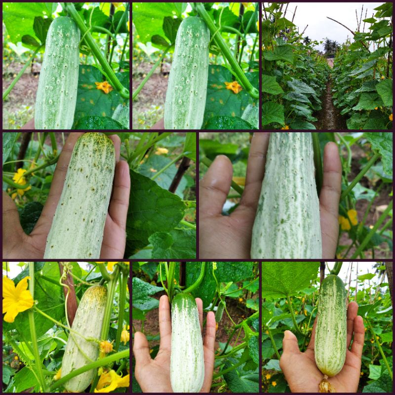 Benih / Bibit mentimun padang / timun padang / ketimun padang(1 kaleng susu)