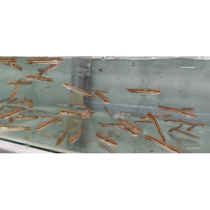 ikan gabus toman atau gabus tomang