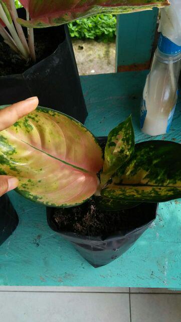 Aglonema Sultan Brunei