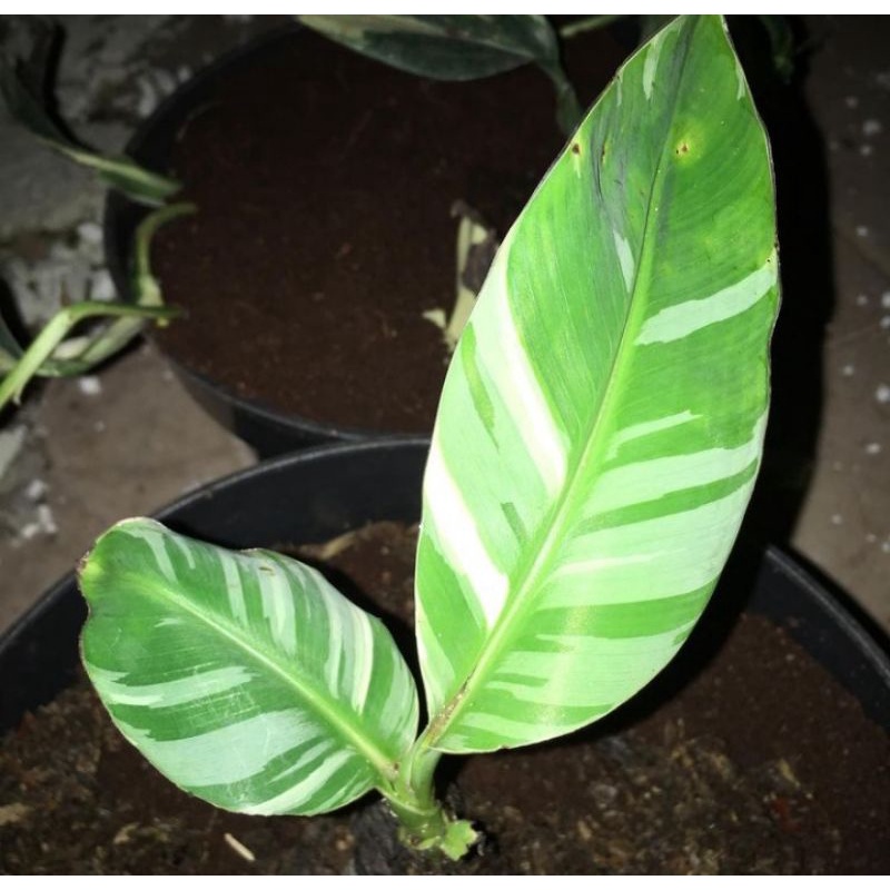 Pisang variegata Florida