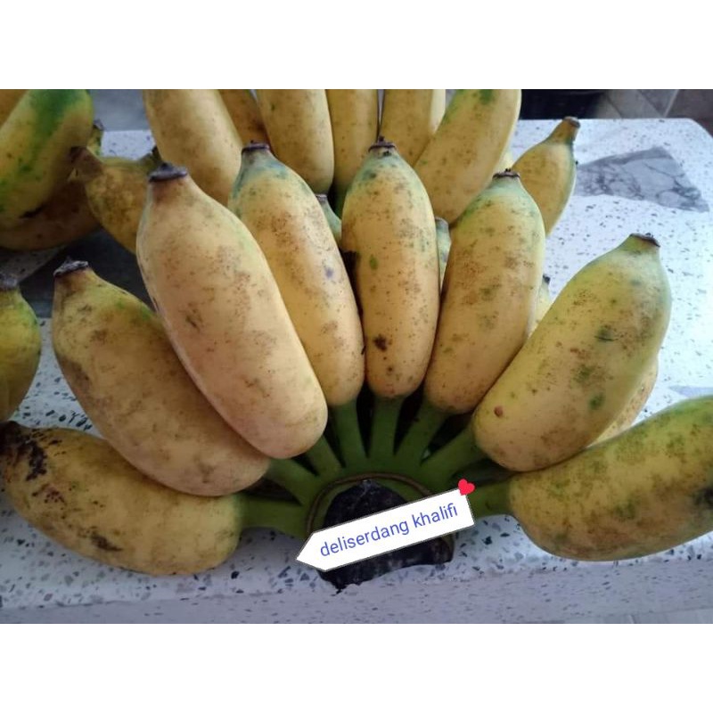 

PISANG AWAK/PISANG SIAM