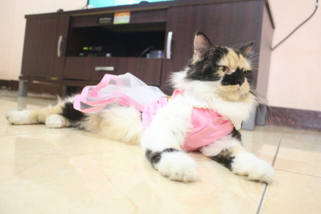 Dress pink rilakkuma untuk kucing dan anjing / baju kucing lucu / aksesoris hewan