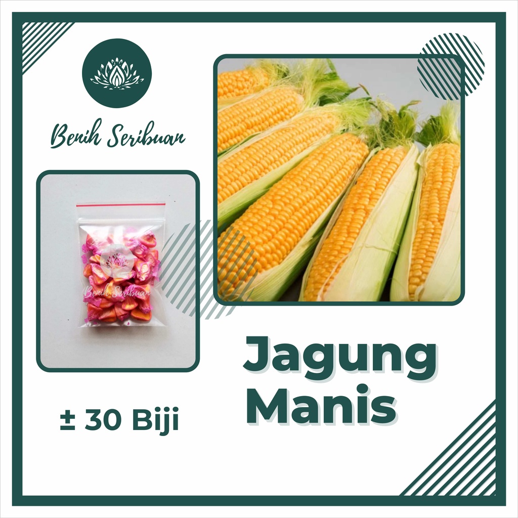 TERMURAH Bibit Sayuran Benih Sayur Paket Lengkap Tanaman Hidroponik Kangkung Bayam Cabe Sawi Unggul-JAGUNG MANIS
