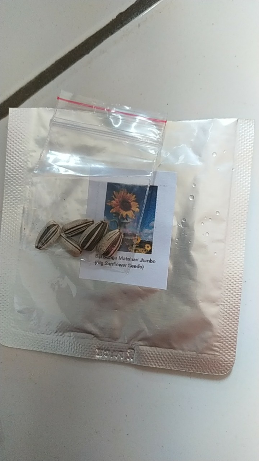 Biji Bunga Matahari Jumbo (big Sunflower Seeds)