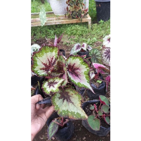 begonia pink dalam, begonia murah, begonia rimbun, begonia cantik, begonia unik, begonia grad a, beg