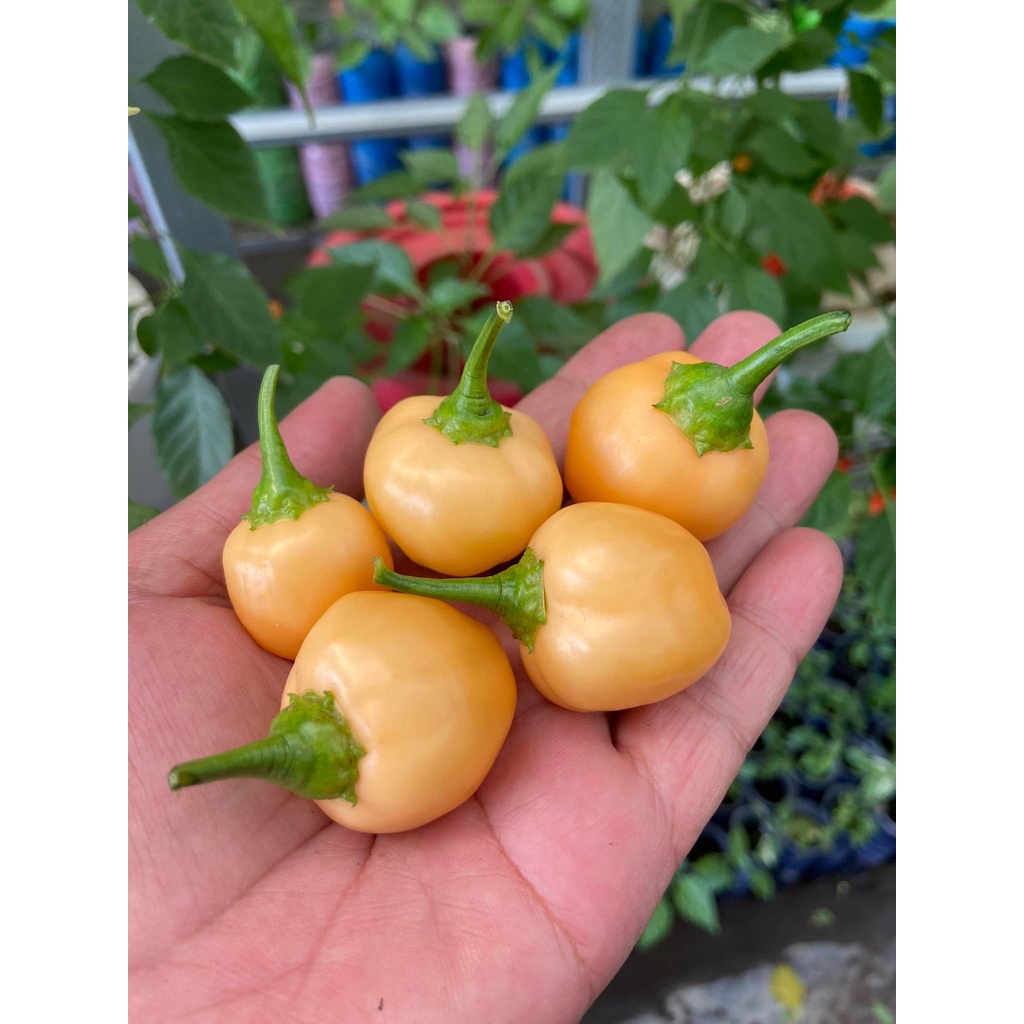 Benih Bibit Biji - Cabai Peppa Peach Pepper Cabe Seeds