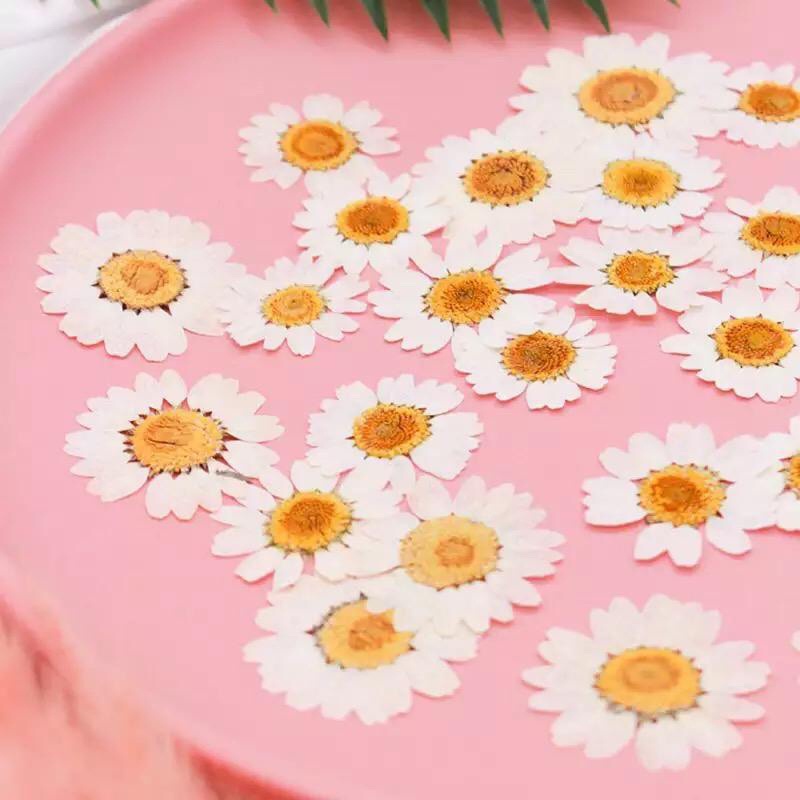 bunga daisy kering pressed Bahan Resin