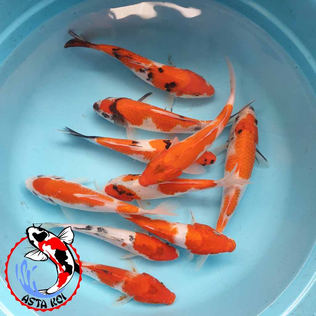 Ikan Koi 17-20cm